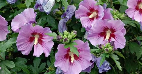 Гибискус садовый, алтей кустарниковый