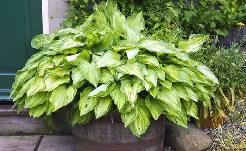 Серолистная хоста в горшке