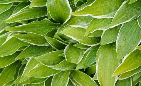 Хоста сорт 'Fortunei Aureomarginata'