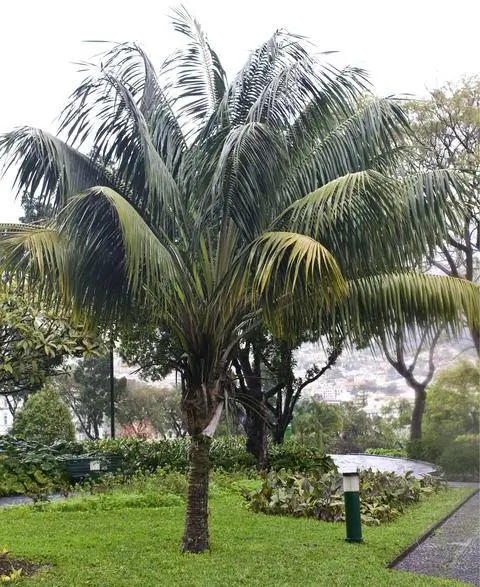 Кентия пальма на открытом воздухе