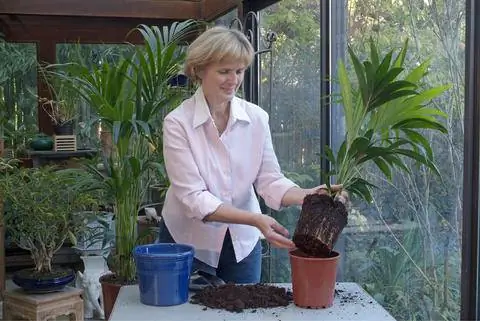 Пересадка кентийской пальмы