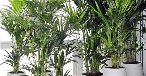 Кентийская пальма