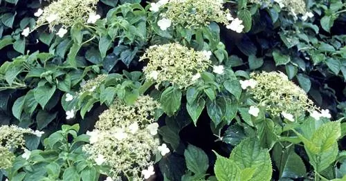 Гортензия плетистая