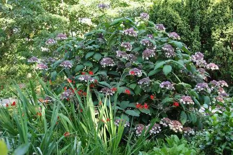 бархатная гортензия