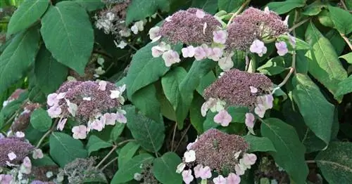Бархатная гортензия, Грубая гортензия