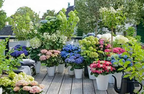 Гортензия крестьянская в горшке