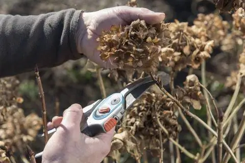 Срезать отцветшие цветы