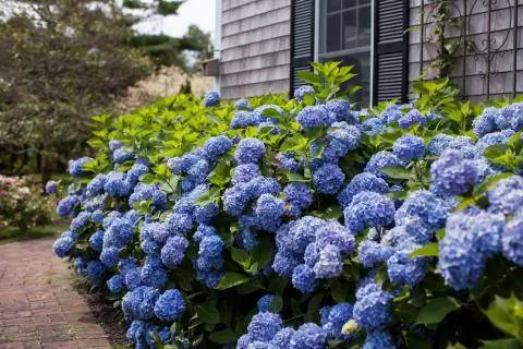 'Бесконечное лето'