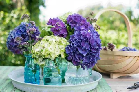 букет гортензии