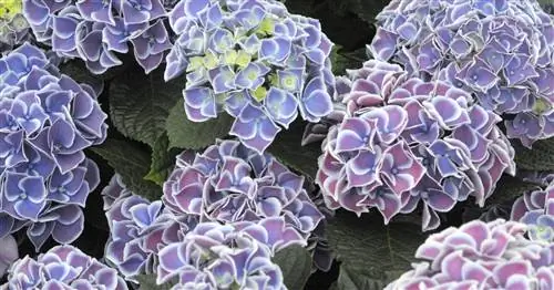 Гортензия фермера, Гортензия садовая