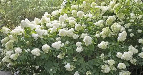 Гортензия метельчатая крупноцветковая