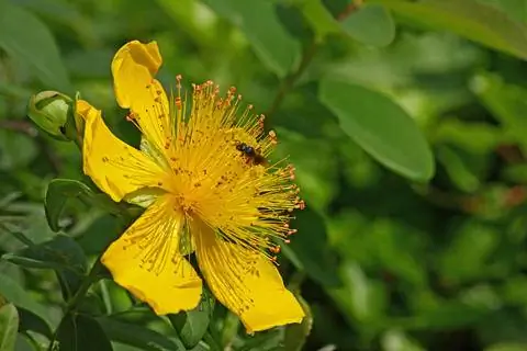 Зверобой крупноцветковый