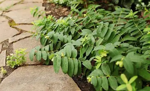 Низкий зверобой