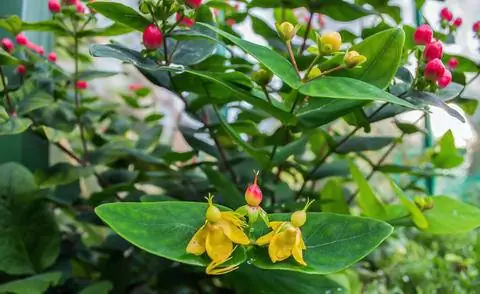 Красные плоды зверобоя 'Hidcote'