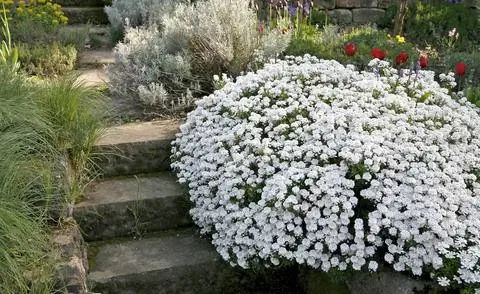 Candytufts образуют плотные маты