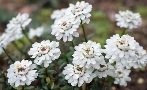 Candytuft цветы