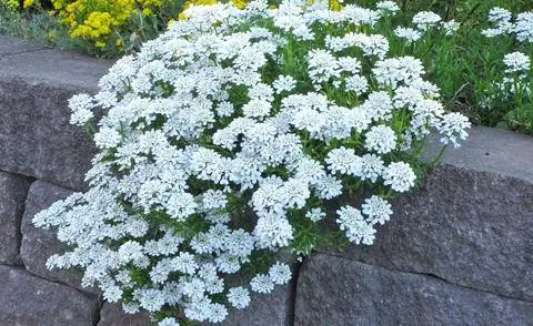 Candytufts подходят для озеленения кроны стен