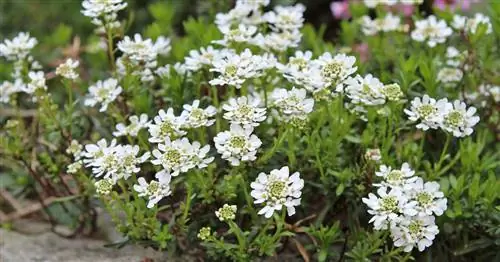 Вечнозеленый леденец