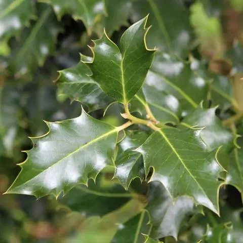 Листья Ilex aquifolium