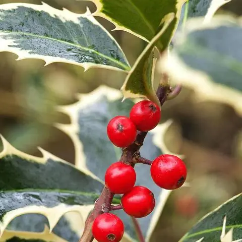 Ilex aquifolium 'Handsworth New Silver'