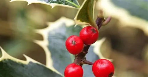 Остролист европейский