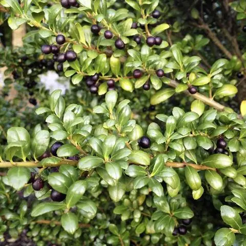 Плоды падуба японского