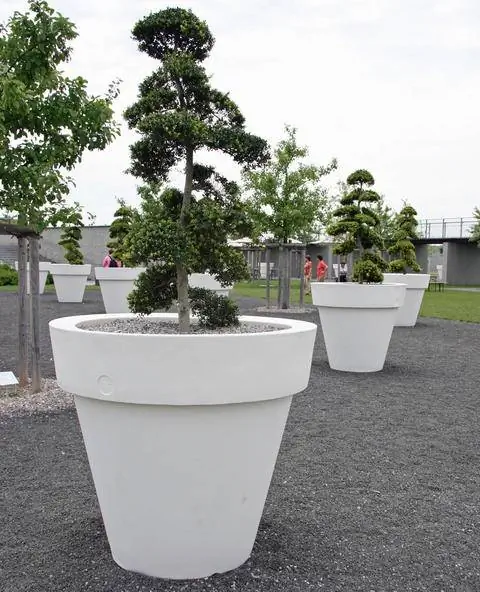 Японский остролист в горшке