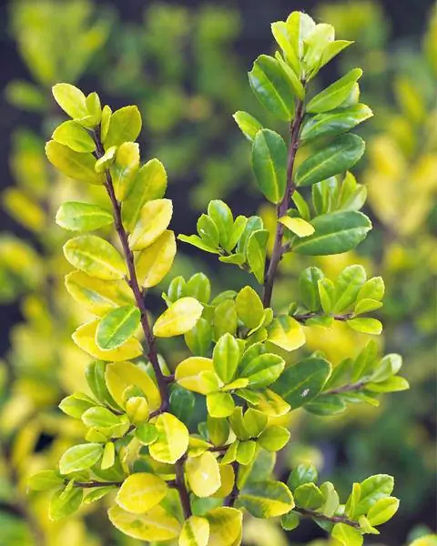 Ilex crenata 'Golden Gem'