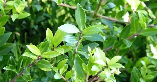 Падуб японский, Bergilex