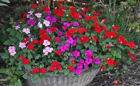 Занятые Лиззи