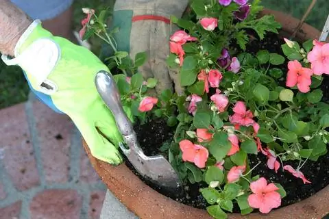 Завод занятых Лиззи