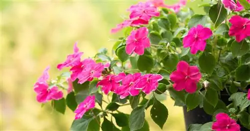 Трудолюбивая ящерица