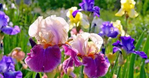 Длиннобородый Ирис