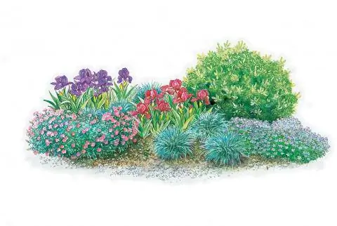 Средиземноморская гравийная подушка с карликовым ирисом