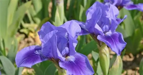 Низкий бородатый ирис