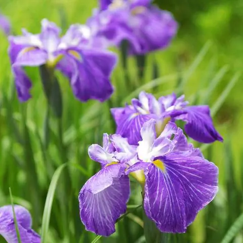 Цветок ириса энсата