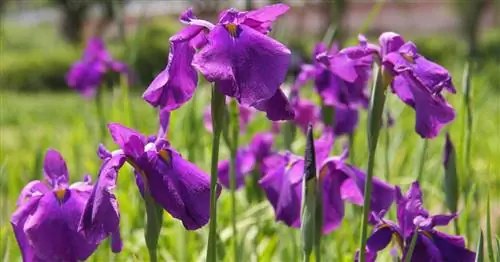 Ирис с японским флагом