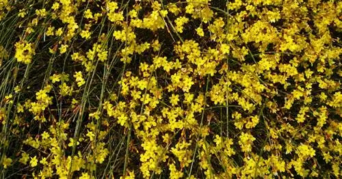 Желтый зимний жасмин