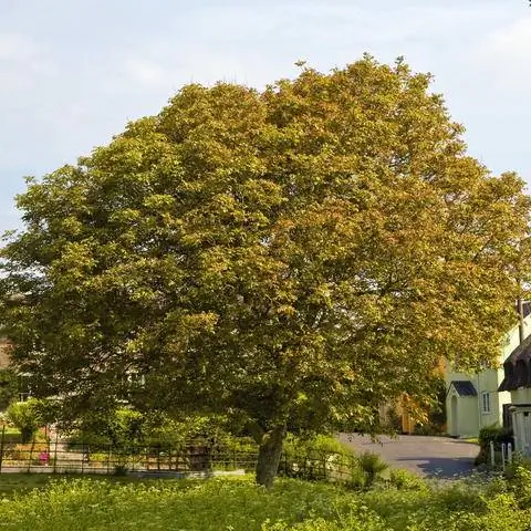 ореховое дерево