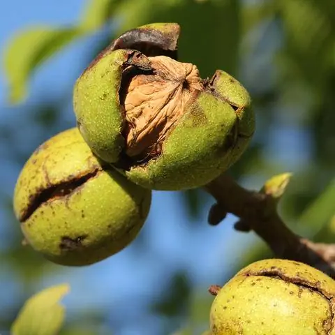 плоды орехового дерева
