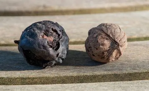 Заражение плодовой мухой грецкого ореха