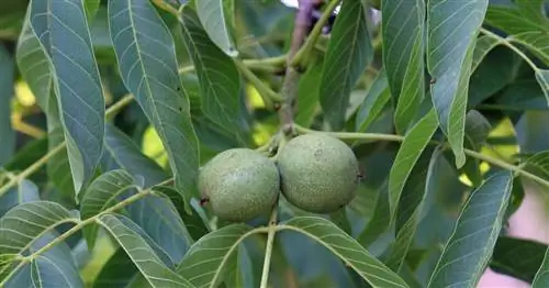 Ореховое дерево