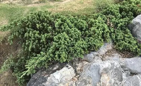 Ползучий можжевельник в альпинарии