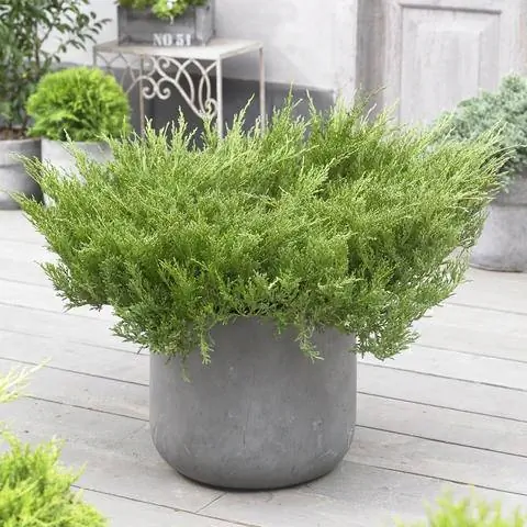 Ползучий можжевельник в горшке