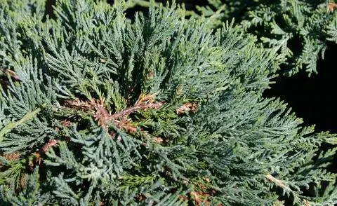 Juniperus hoizontalis 'Glauca'