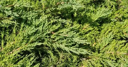 Можжевельник стелющийся