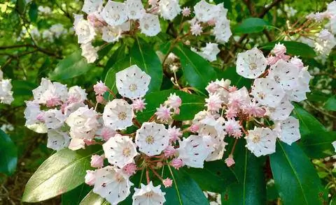 Цветы и листья лавровой розы