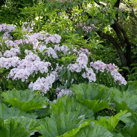 Лавровая роза в компании с листом щита