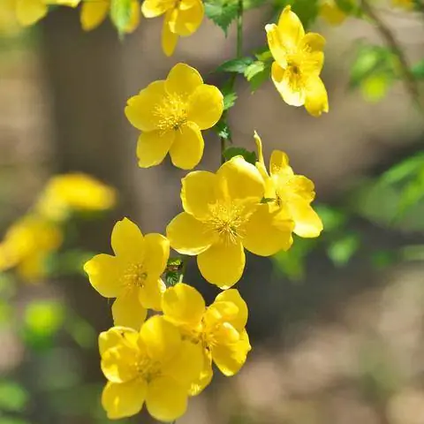 Сорт ранункулюса с одиночными цветками
