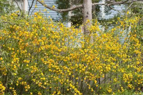 Кустарник ранункулюс как экран конфиденциальности